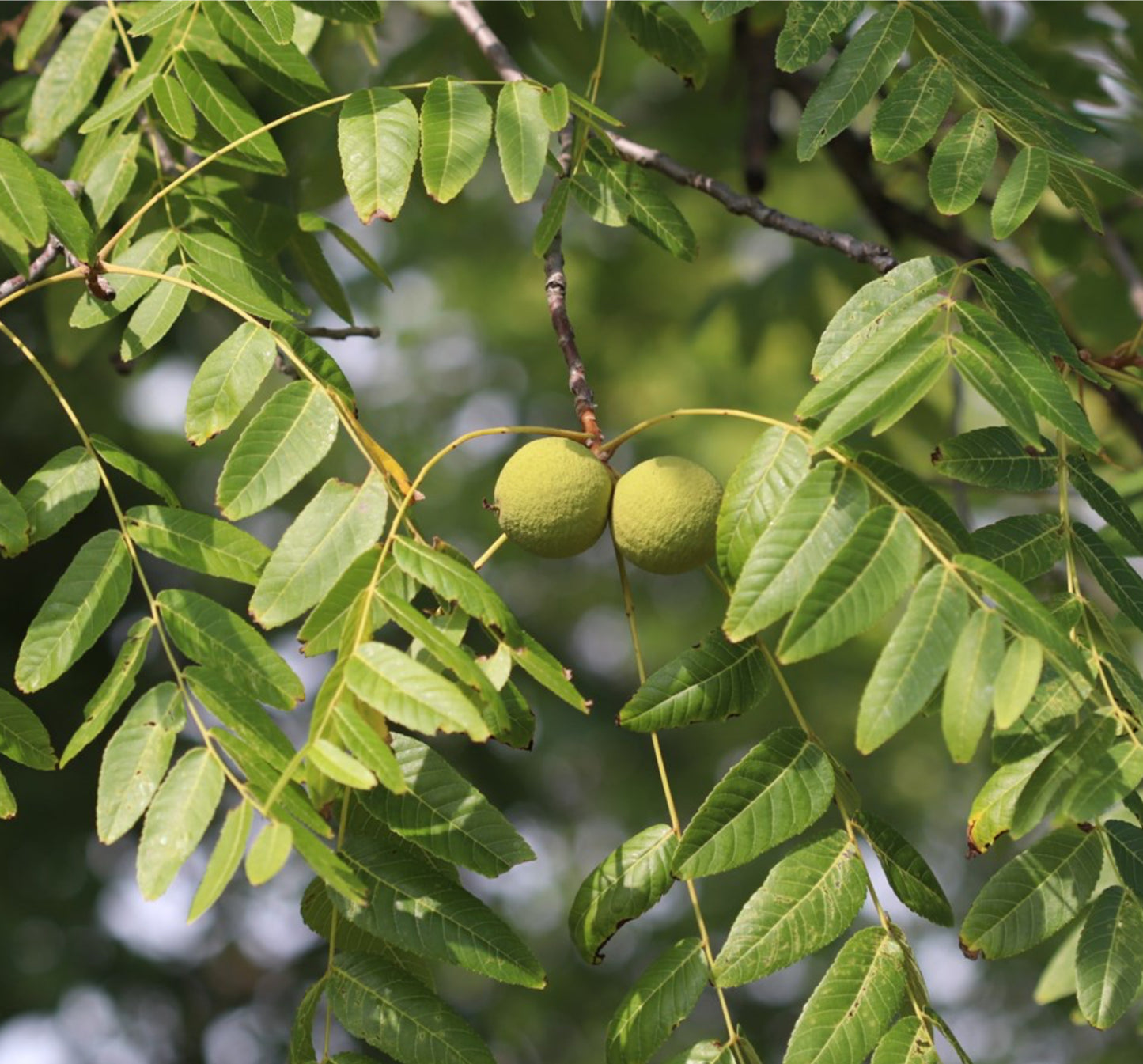Green Black Walnut Hull tincture for parasites