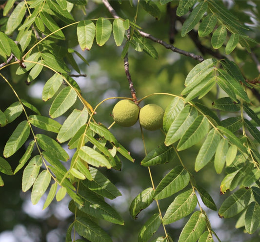 Green Black Walnut Hull tincture for parasites