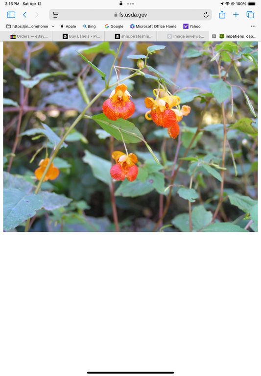Fresh Jewelweed/plantain Salve itch and inflammation
