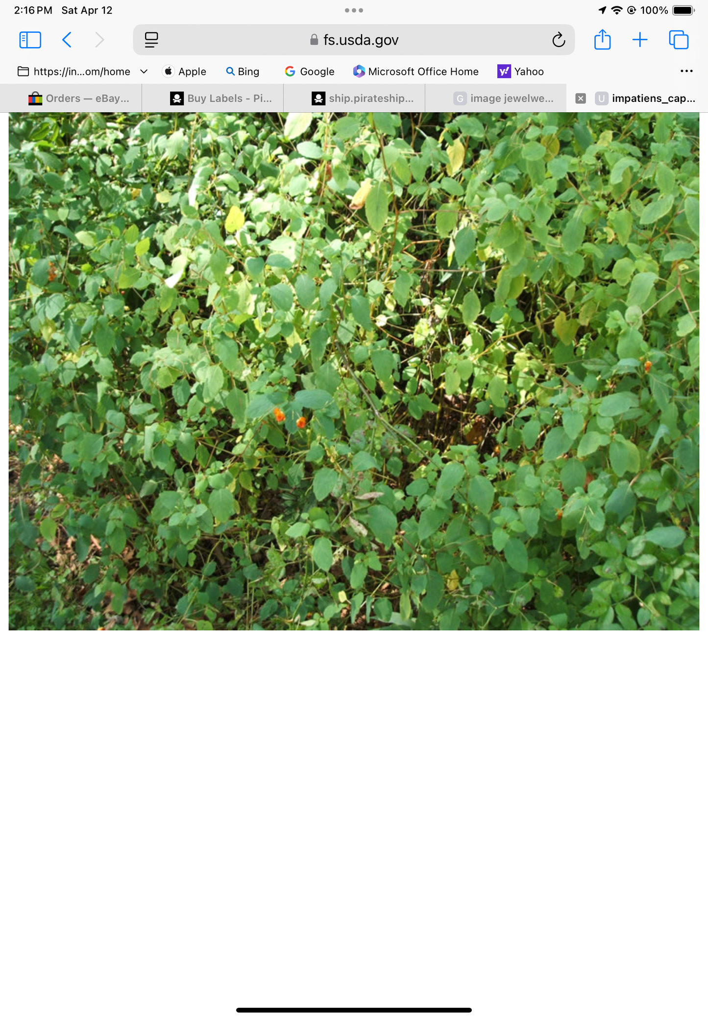 Fresh Jewelweed/plantain Salve itch and inflammation