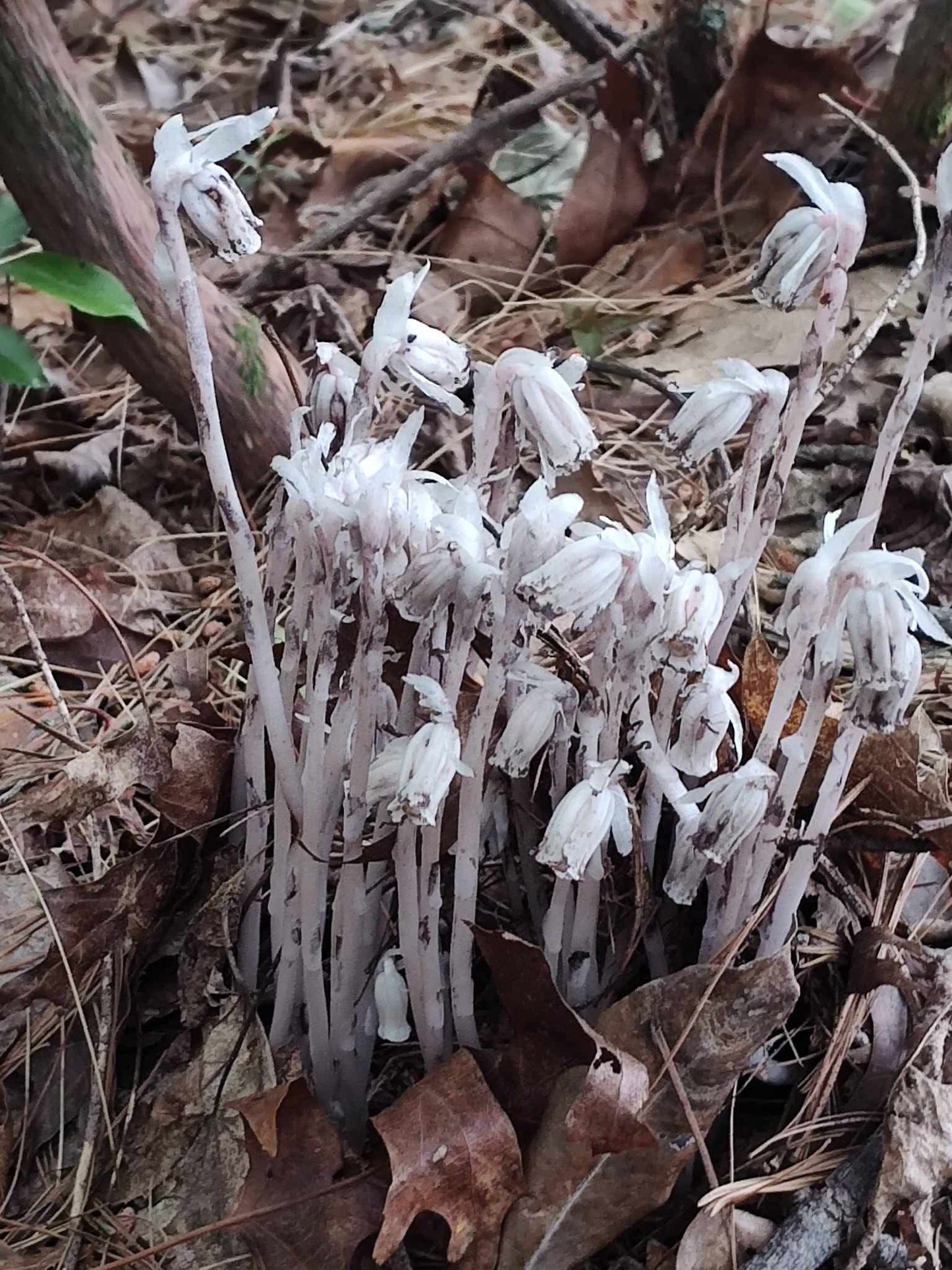 Monotropa Uniflora Ghost Pipe Nervine