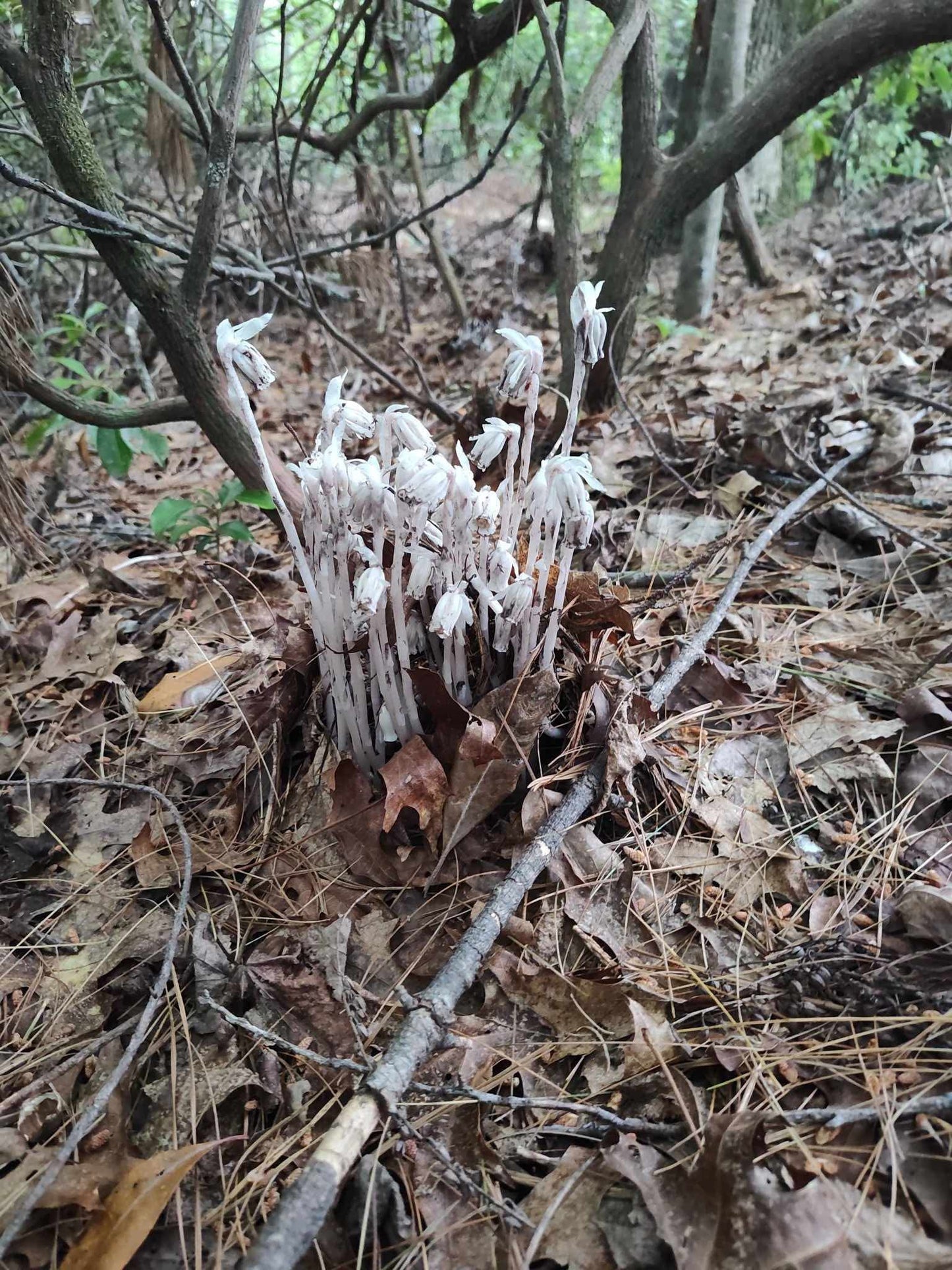 Monotropa Uniflora (ghost pipe) tincture