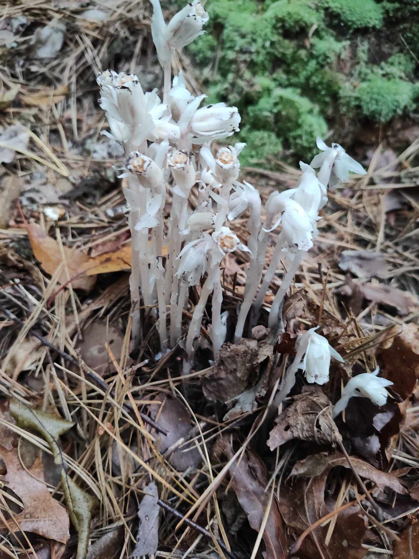 Monotropa Uniflora (ghost pipe) tincture