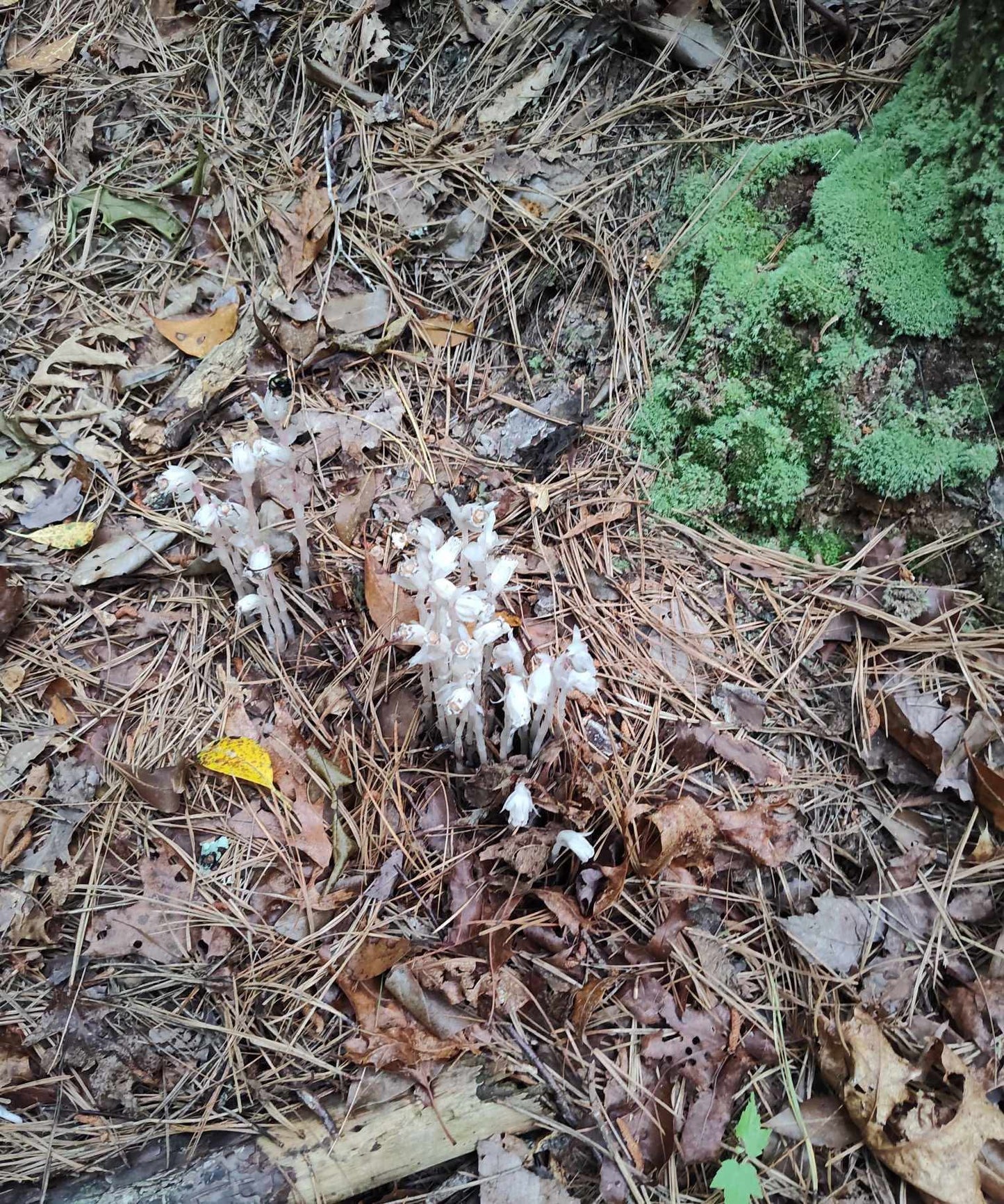 Monotropa Uniflora Ghost Pipe Nervine