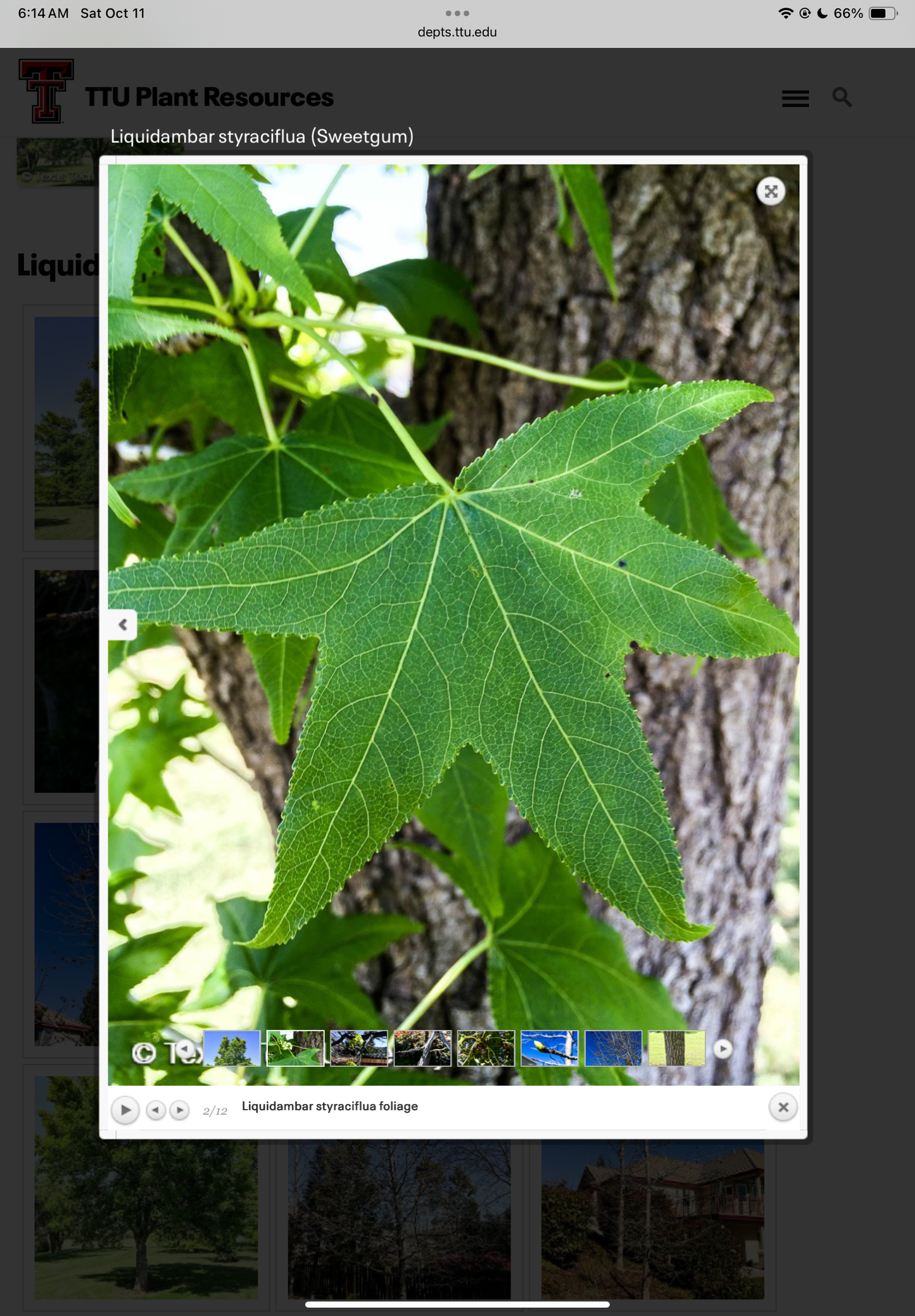 Sweetgum Tincture