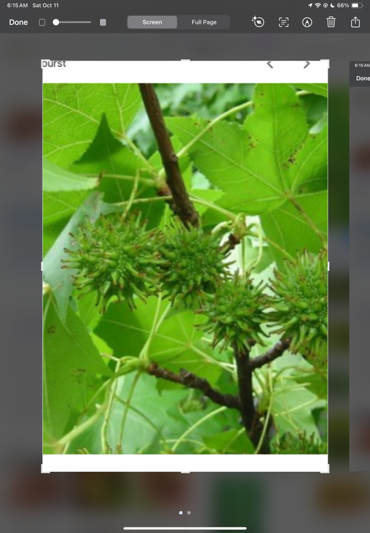 Sweetgum Tincture