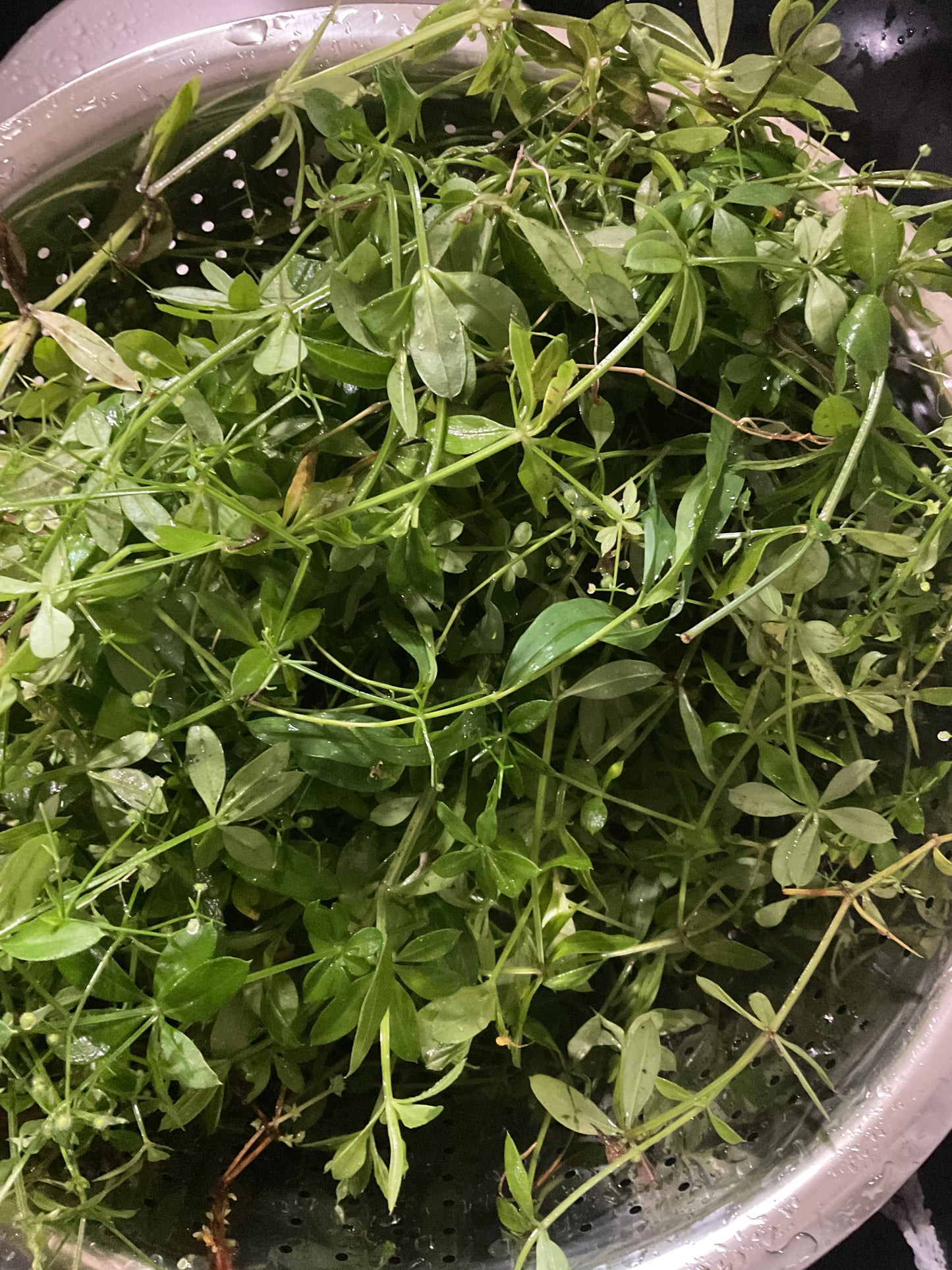 Cleavers Salve for lymph nodes