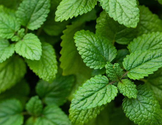 Lemon Balm Salve